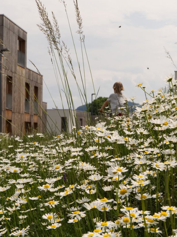 Wohnprojekt B.R.O.T. Pressbaum