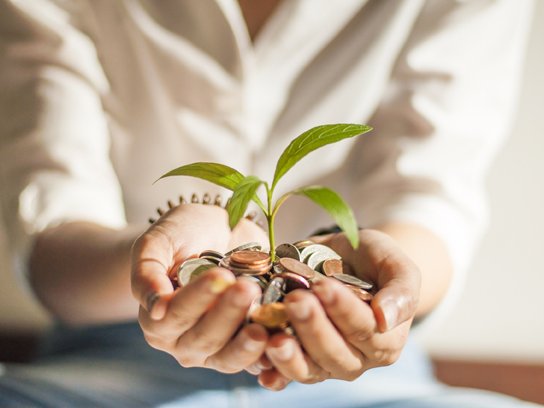 Geldbäumchen wächst in Händen