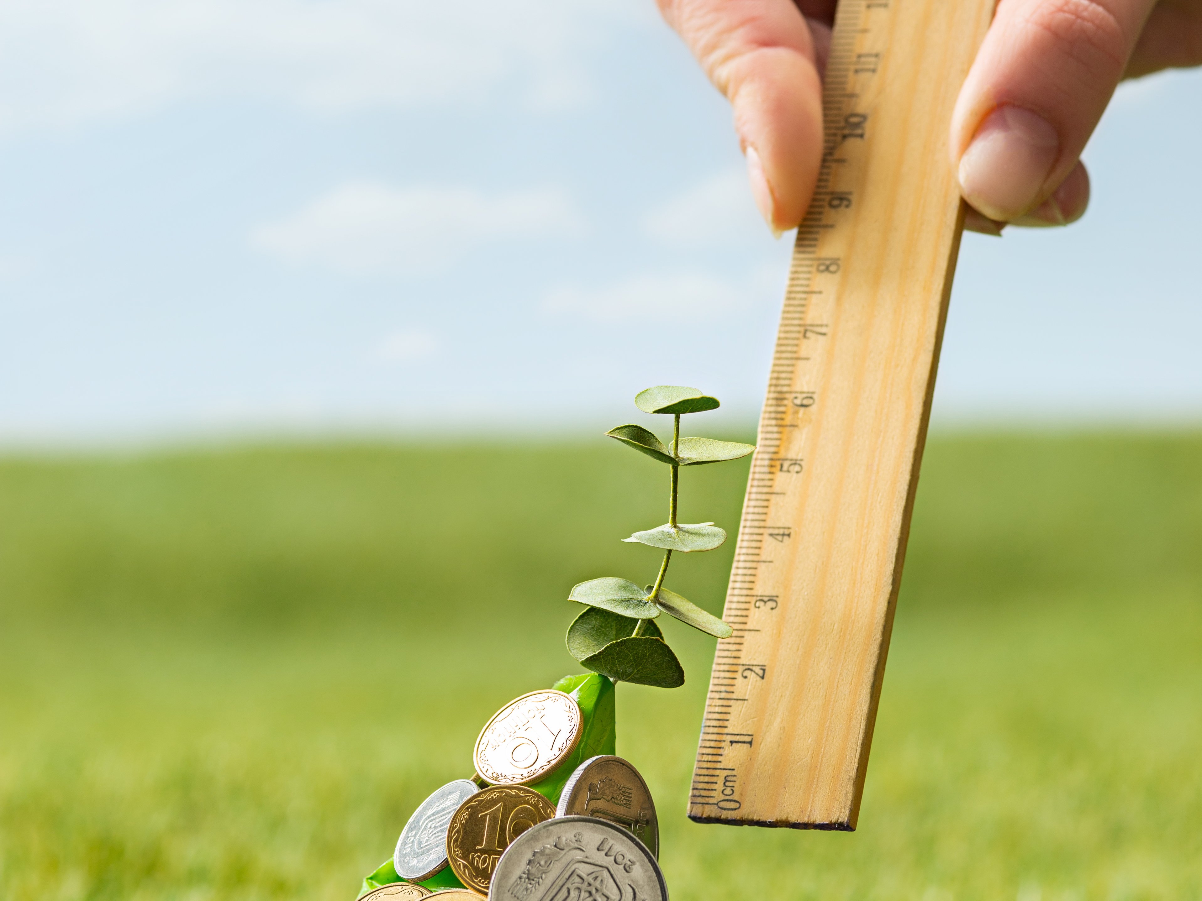 Münzbäumchen wächst und wird mit Lineal gemessen