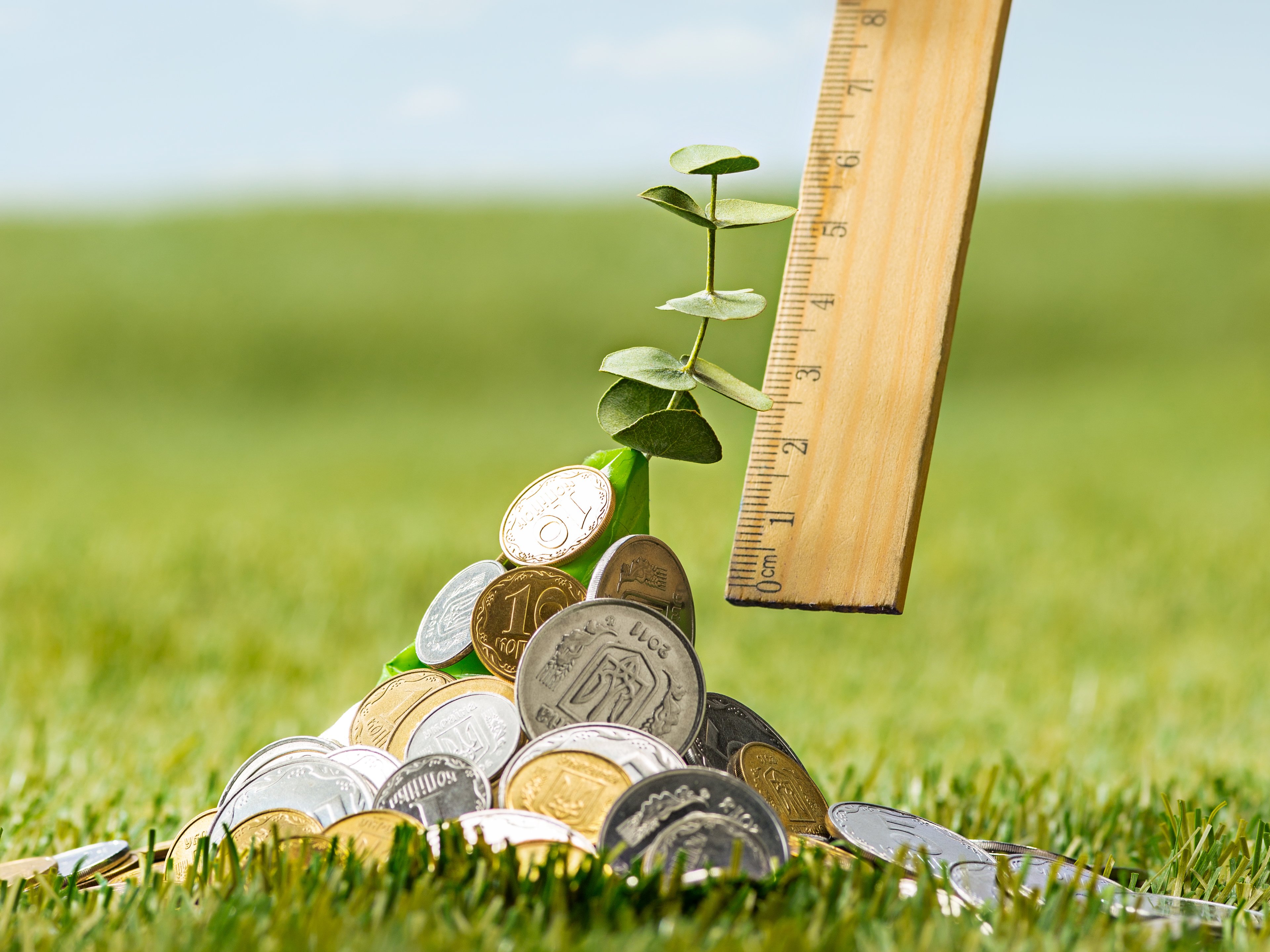 Münzbäumchen wächst und wird mit Lineal gemessen