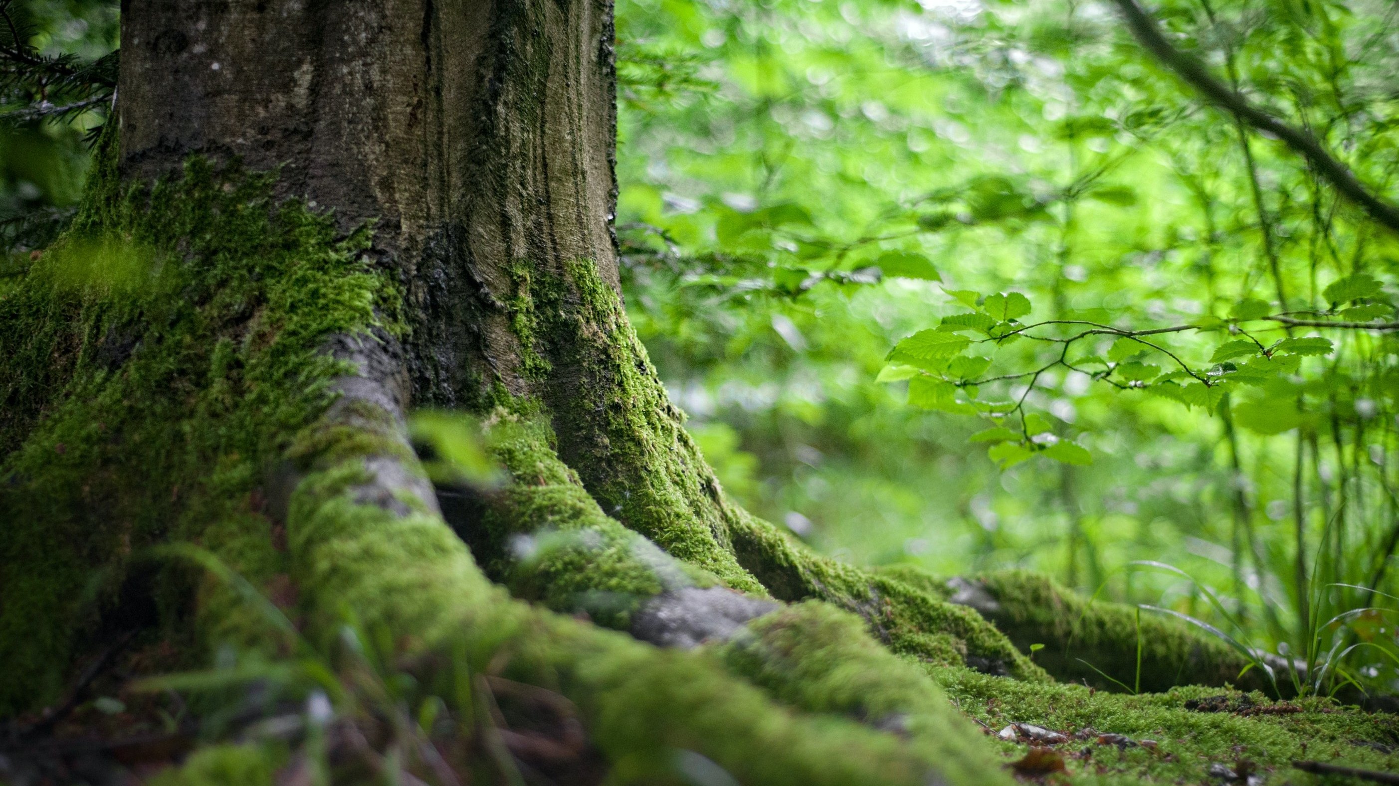 Unsere Umwelt schützen mit der richtigen Klimastrategie