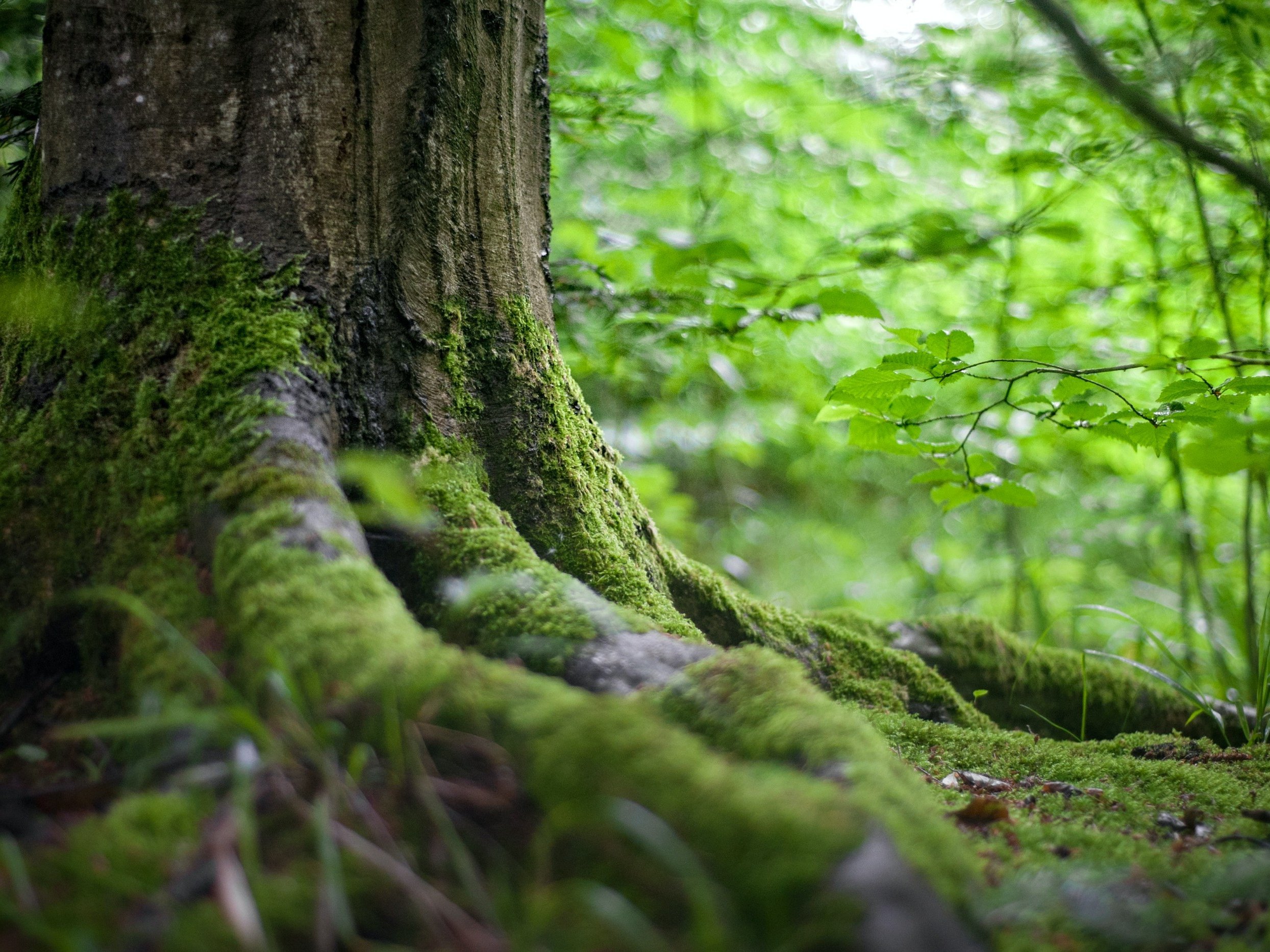 Unsere Umwelt schützen mit der richtigen Klimastrategie