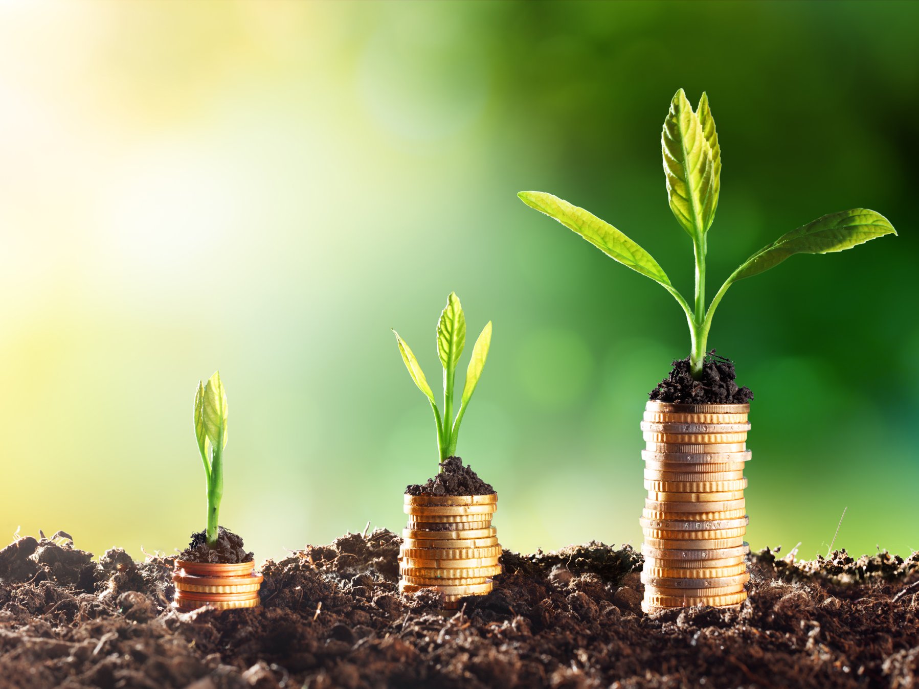 Münzbäumchen in Erde wächst