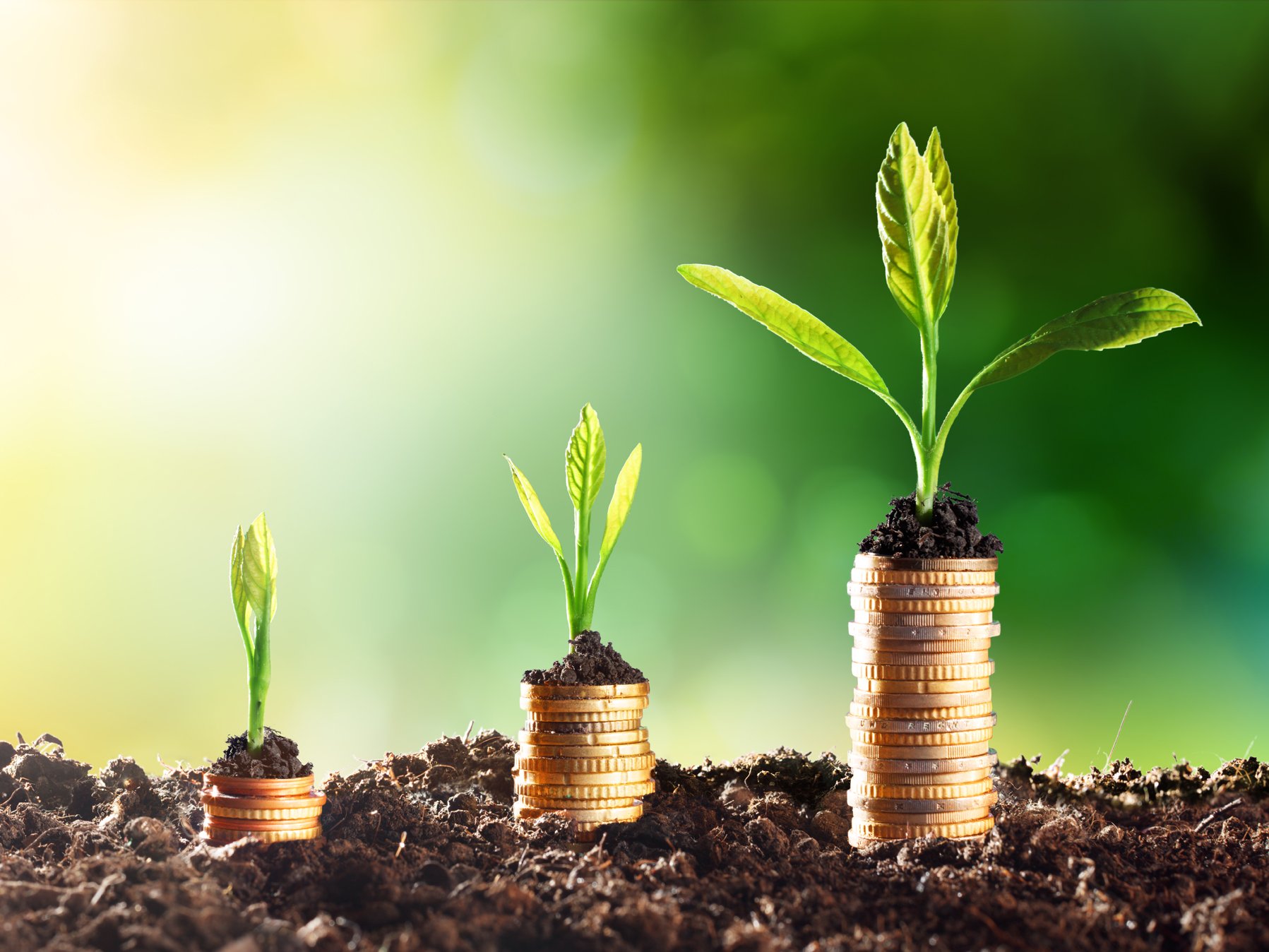 Münzbäumchen in Erde wächst