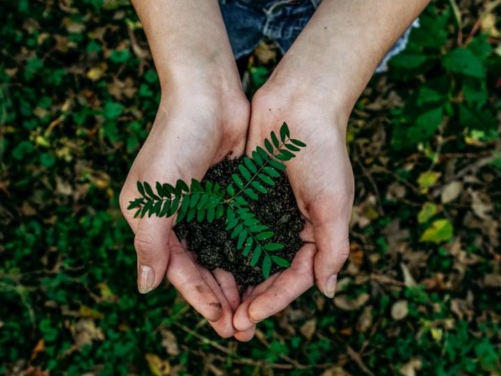 Hände tragen Erde mit Pflanze